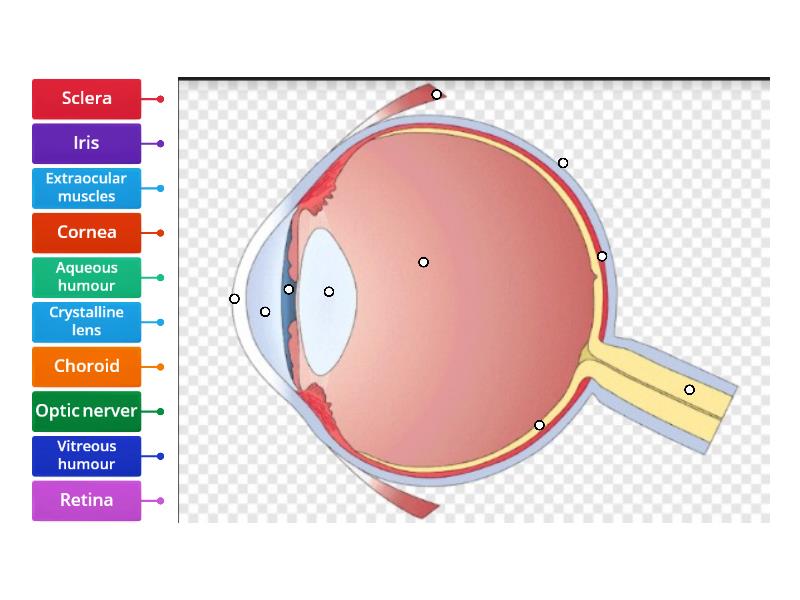 image of the human eye with labels