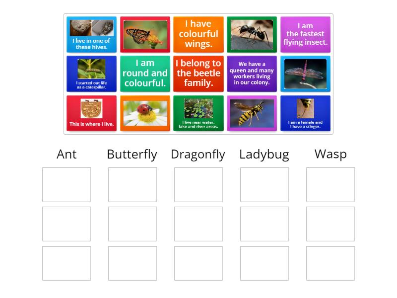 Insects - how well do you know me? - Group sort
