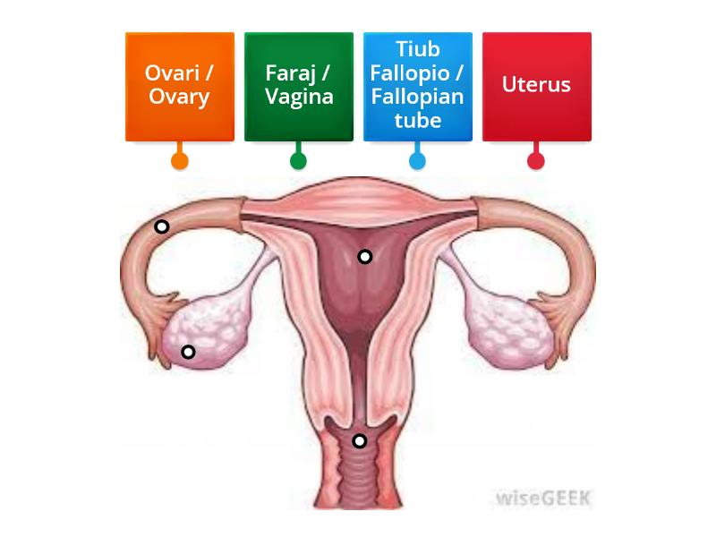 Sistem Pembiakan Perempuan Sains Tahun 6 Labelled Diagram