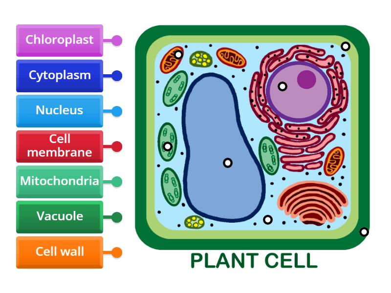 Plant Cell - Labelled diagram