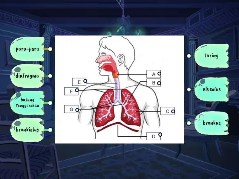 Struktur Sistem Pernapasan Pada Manusia Labelled Diagram