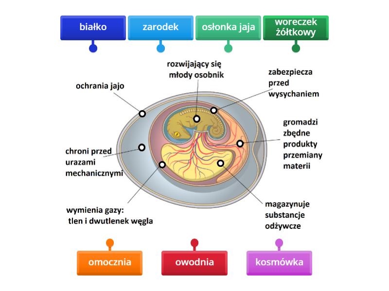 Budowa Jaja Gada Labelled Diagram