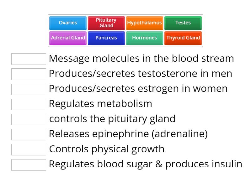 Endocrine System Game 1 - Match up