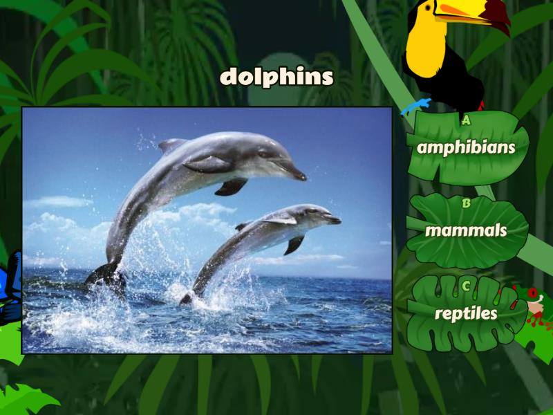 Mammals, Amphibians , Reptiles - Quiz