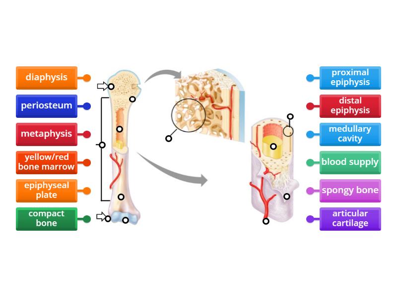 Other Term Of Long Bone