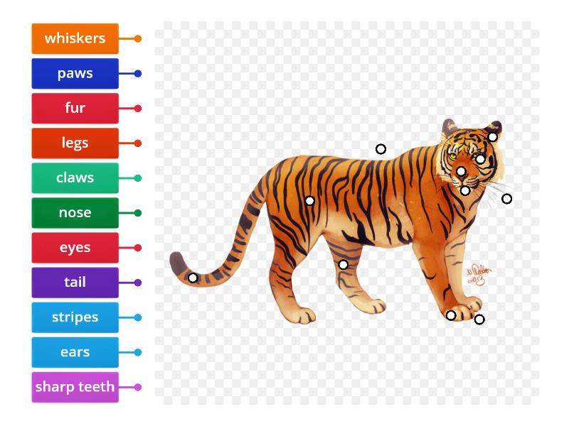 Tiger (body parts) - Labelled diagram