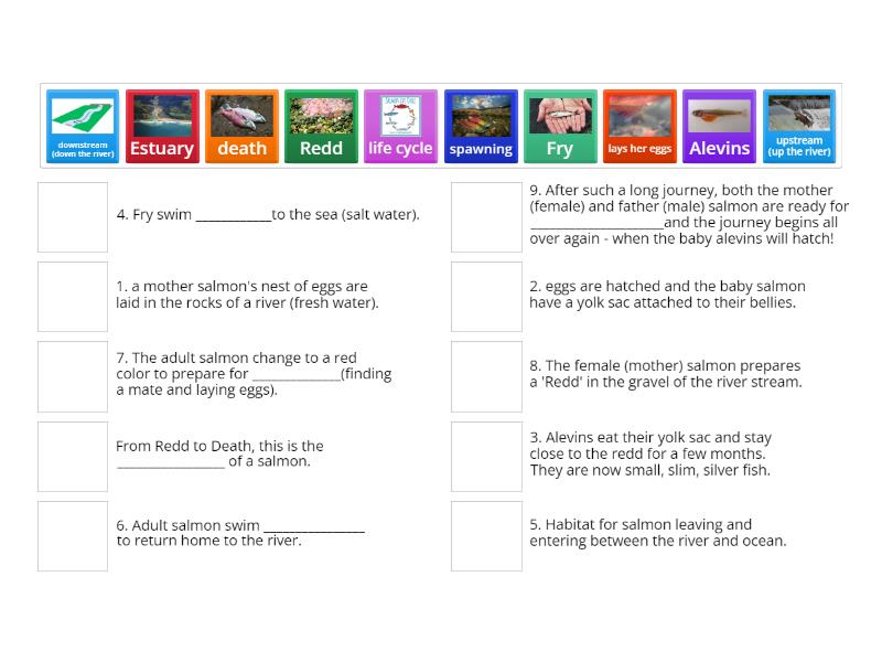 The Life Cycle Journey of a Salmon (From Redd to Death) - Match up