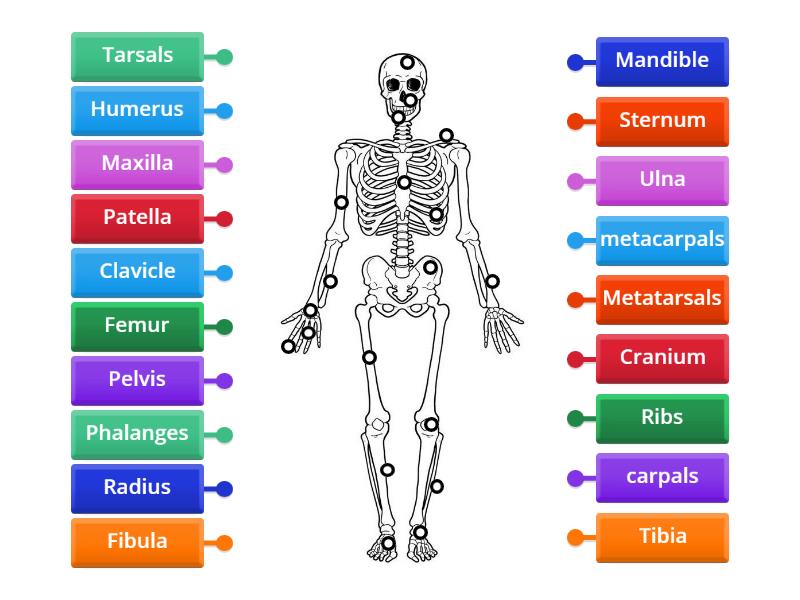 Bones of the Body - Labelled diagram