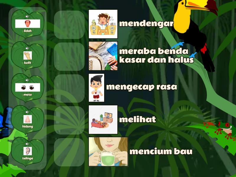 memasangkan kegunaan panca indra - Match up