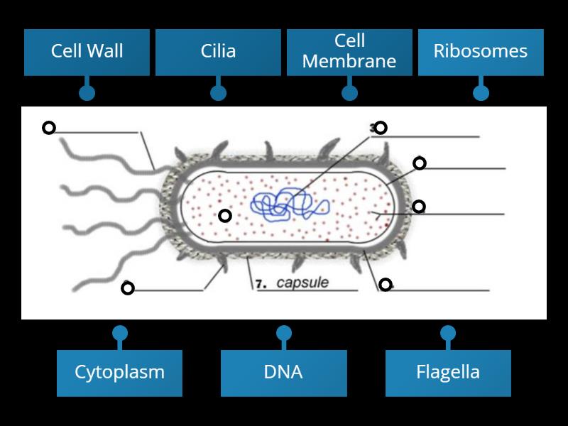 Prokaryotic Cell Labelled Diagram