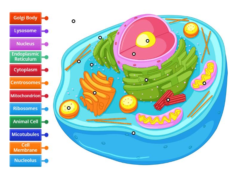 Animal Cell Label - Labelled diagram