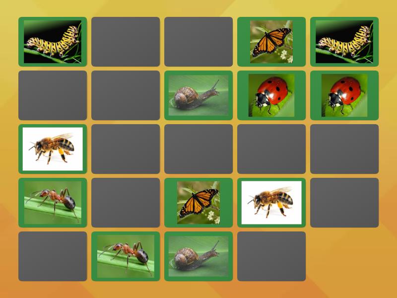 Memorice insectos - Matching pairs