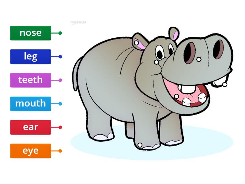 Hippo - Labelled diagram