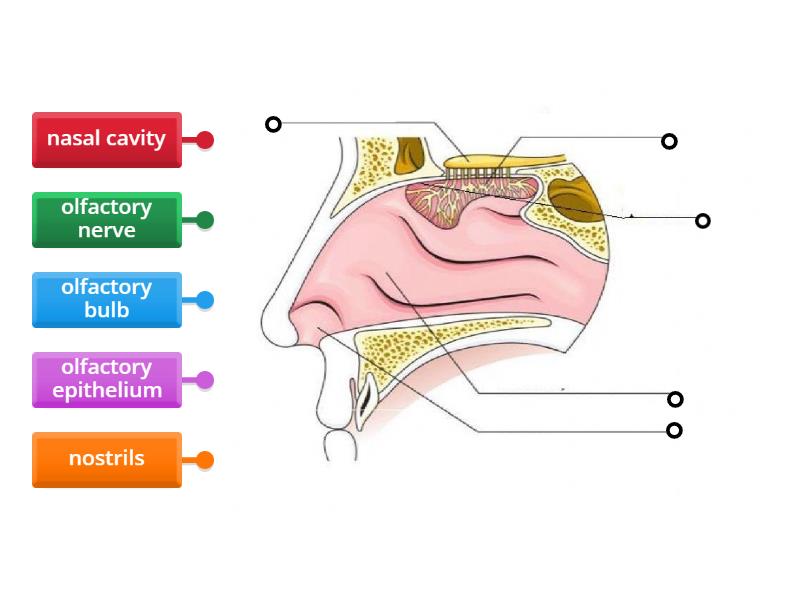 PARTS OF THE NOSE - Labelled diagram