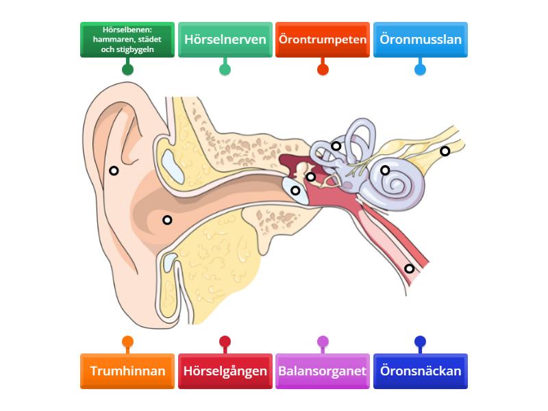 Örats delar - Labelled diagram