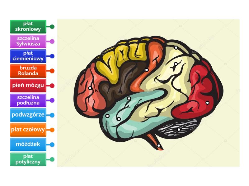 Budowa mózgu - Labelled diagram