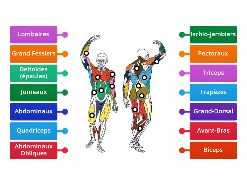 Identifie les principaux muscles du corps humain - Labelled diagram