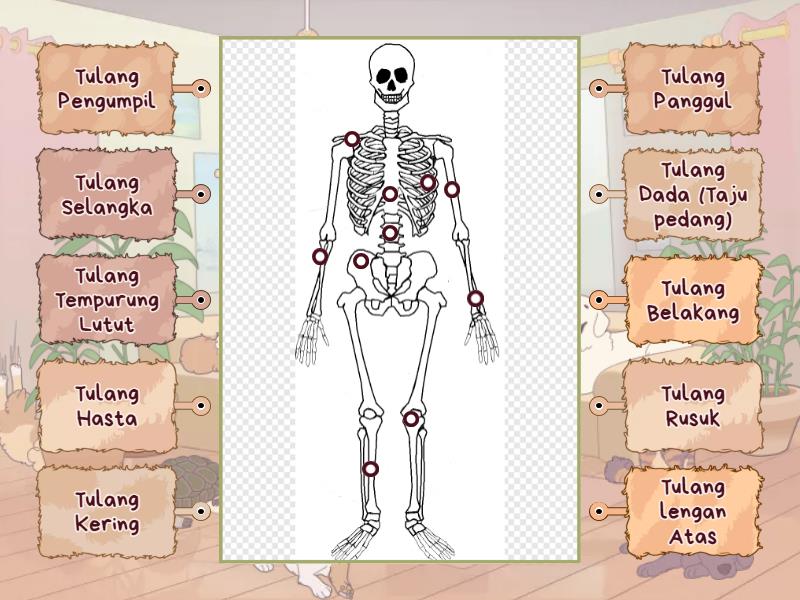 Bagian Tulang Manusia - Labelled diagram