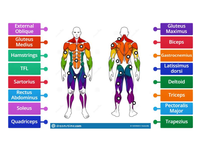 Essentials of Healthcare Muscle Map - Labelled diagram