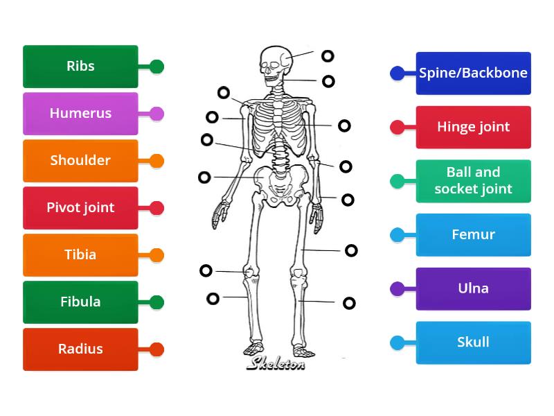 The Human Skeleton class 6 - Labelled diagram