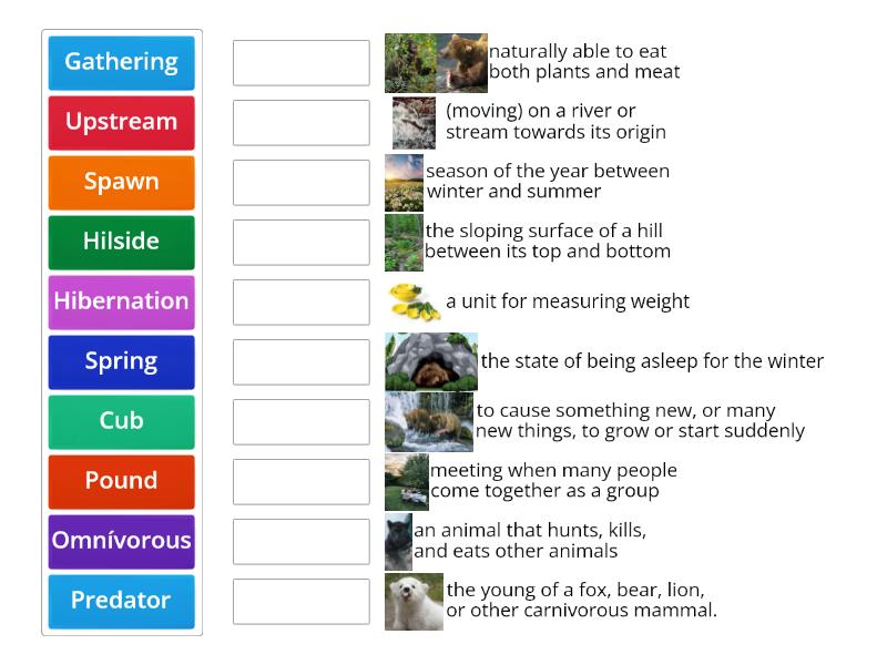 splash Vocabulary - Match up