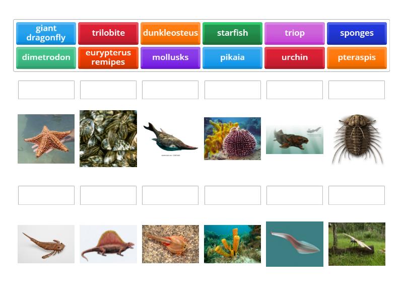 Paleozoic Marine Life Identify by Picture Match up