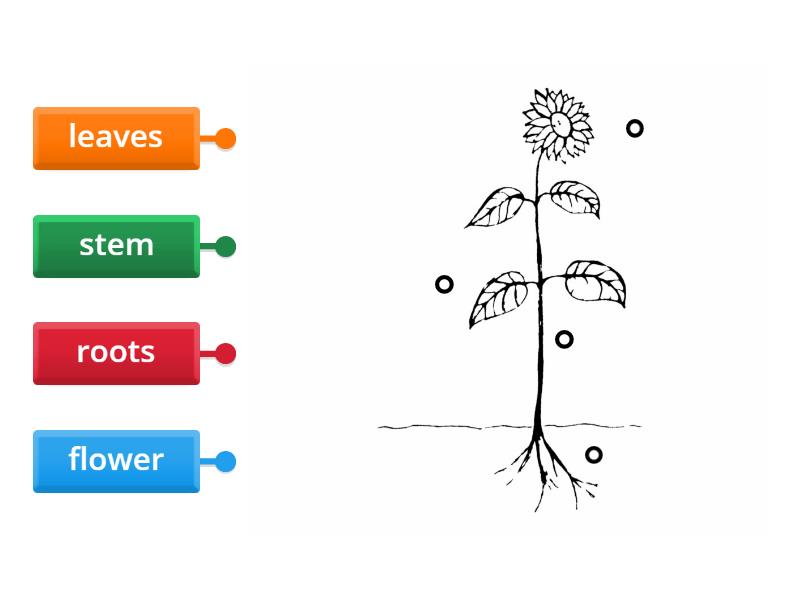 Parts of plants - Labelled diagram