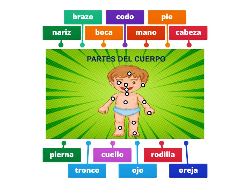 PARTES DEL CUERPO HUMANO - Labelled diagram