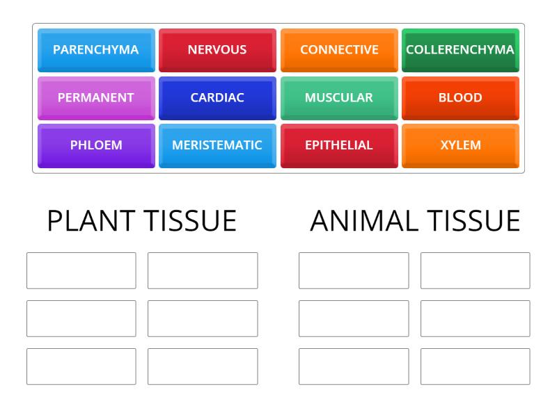 TYPES OF TISSUE - Group sort