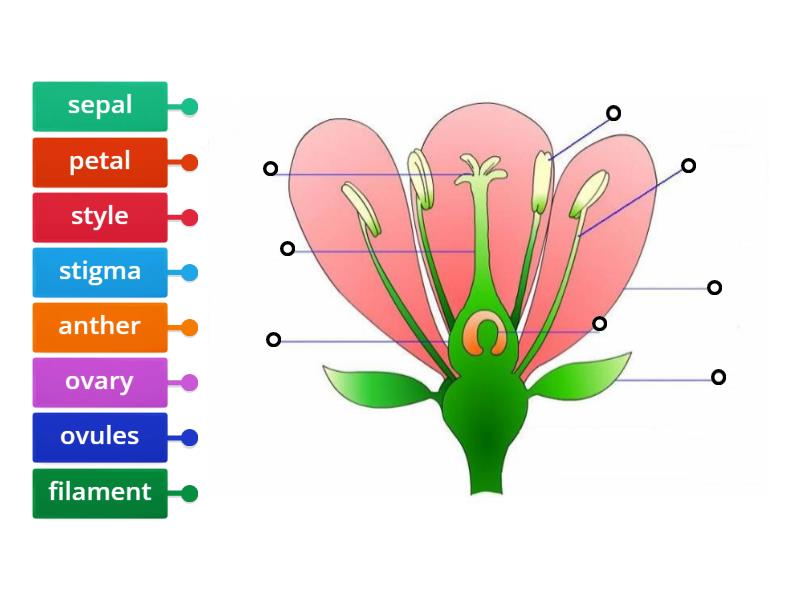 Label the parts of the flower - Labelled diagram