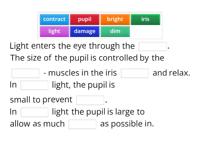 Eye - Light and Dark Adjustment - Complete the sentence