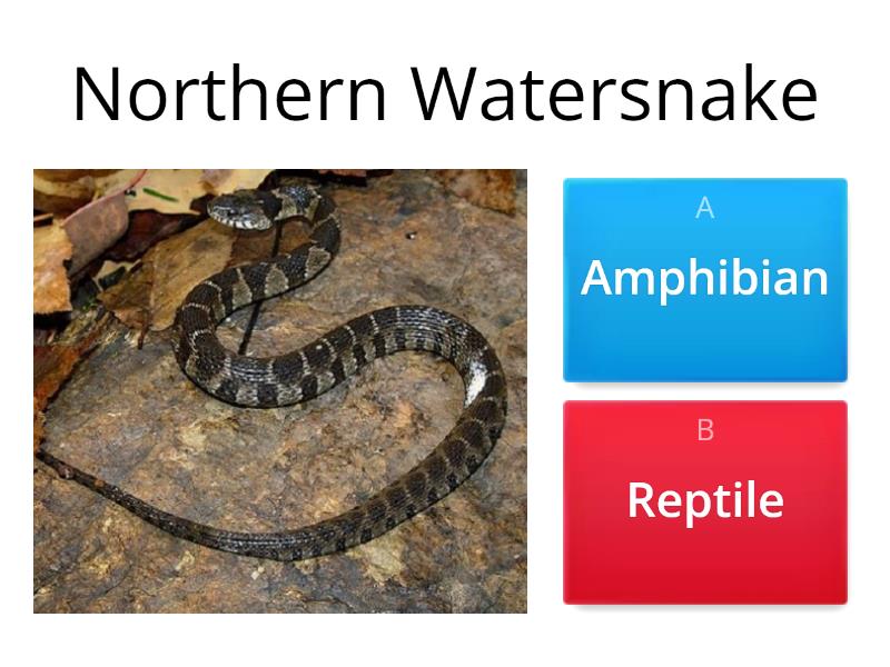 Amphibian Or Reptile? - Quiz