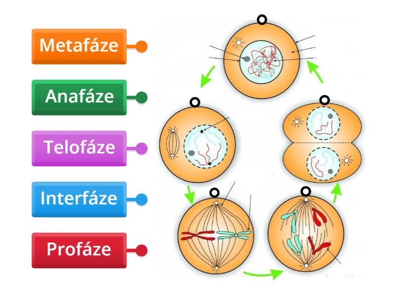 Mitóza - Seřaď Obrázky - Labelled Diagram