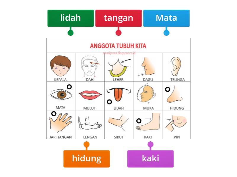 Angota Tubuh - Labelled diagram