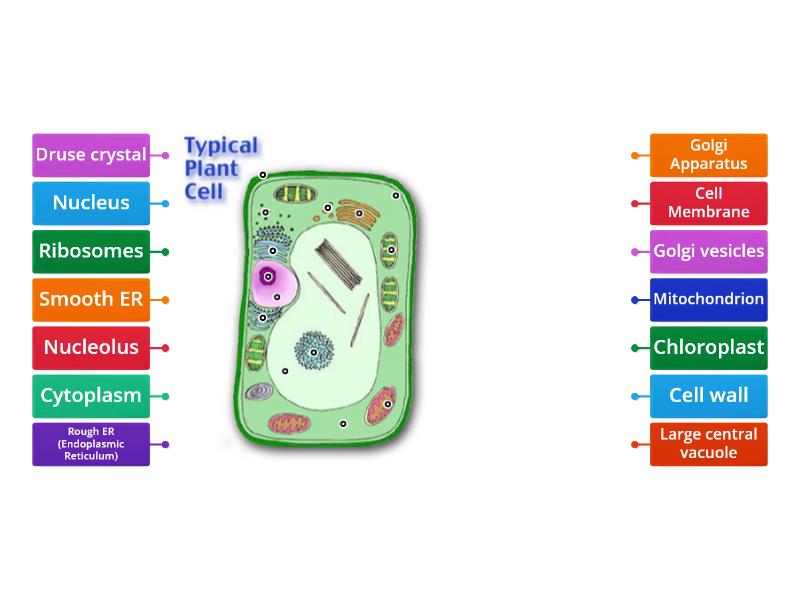 label-the-parts-of-a-plant-cell-labelled-diagram