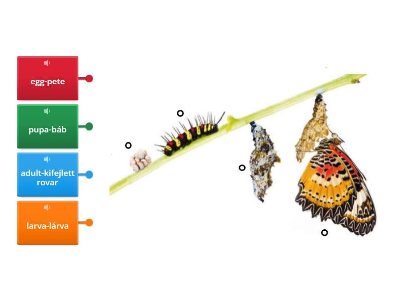 Science Book 5/Complete Metamorphosis - Labelled Diagram