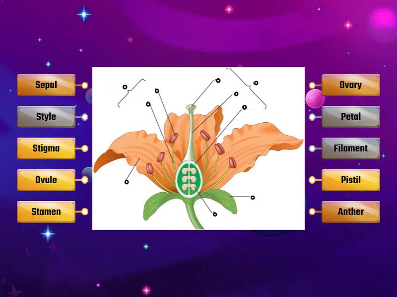 Flower Anatomy - Labelled diagram