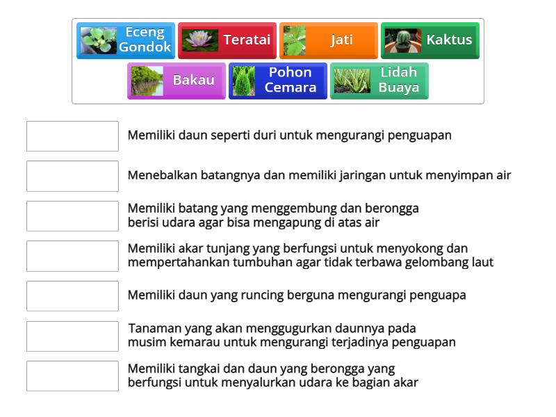 Cara Tumbuhan Menyesuaikan Diri Dengan Lingkungan - Match Up