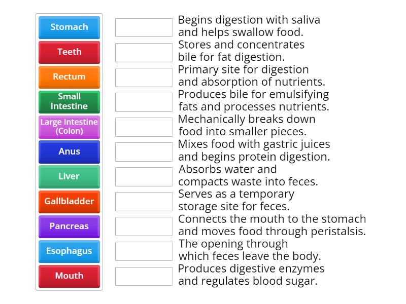 Function for Digestive system - Match up