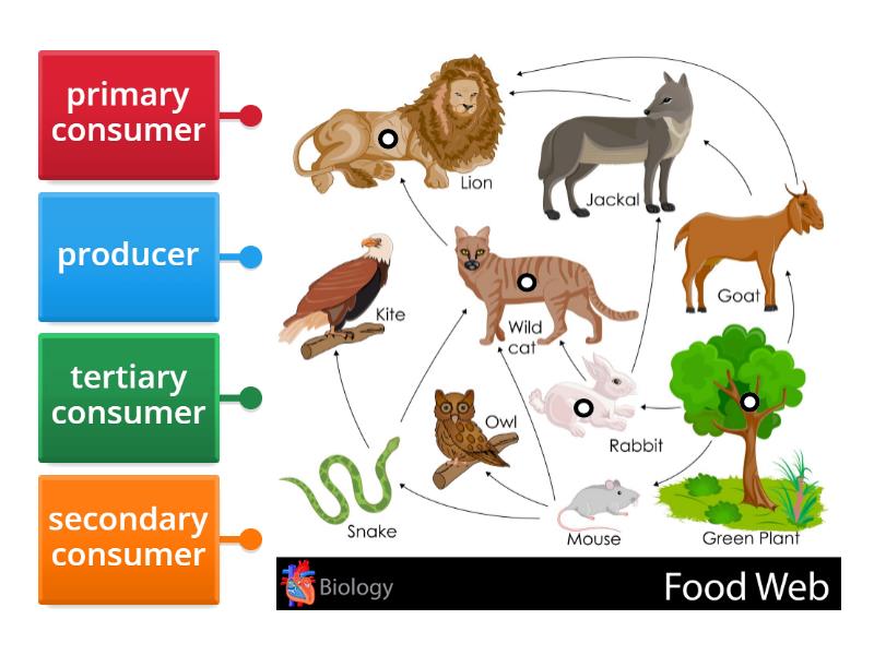 Primary, Secondary and Tertiary Consumers in a Food Web - Labelled diagram