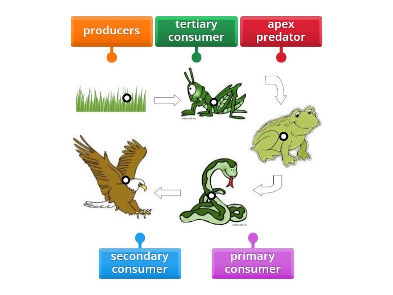 Food Chain - Labelled Diagram