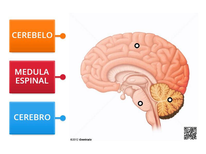 PARTES DEL ENCEFALO - Labelled diagram