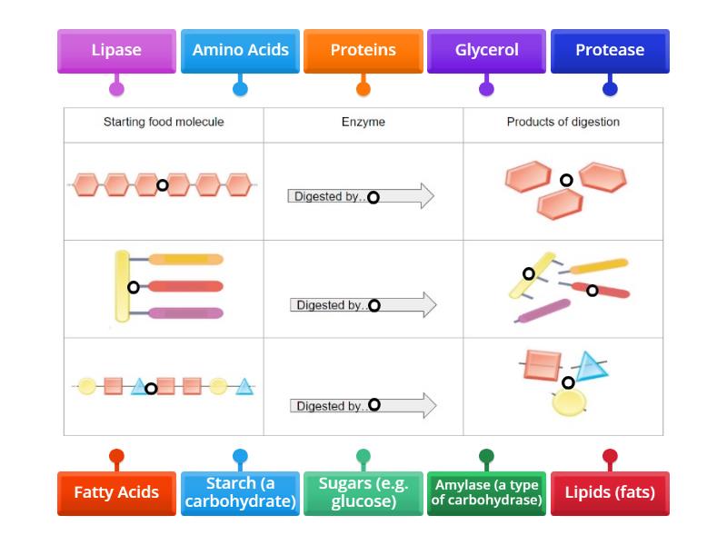 Enzymes and Digestion Products - Labelled diagram
