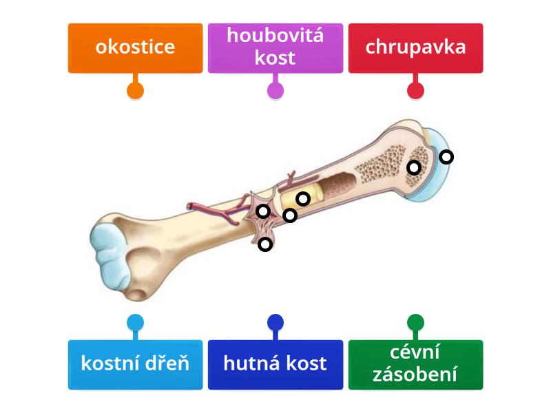 Struktura Kosti Labelled Diagram