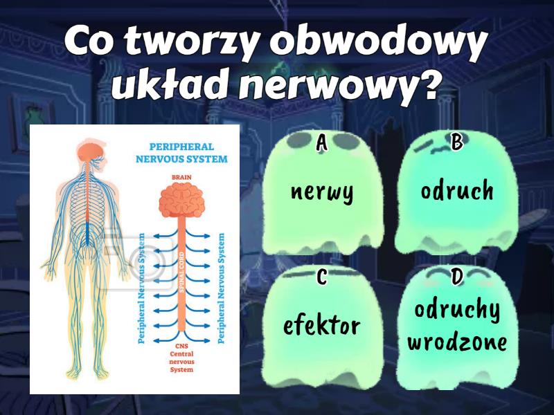 Układ Nerwowy Test Puls życia 2 Obwodowy układ nerwowy - Test