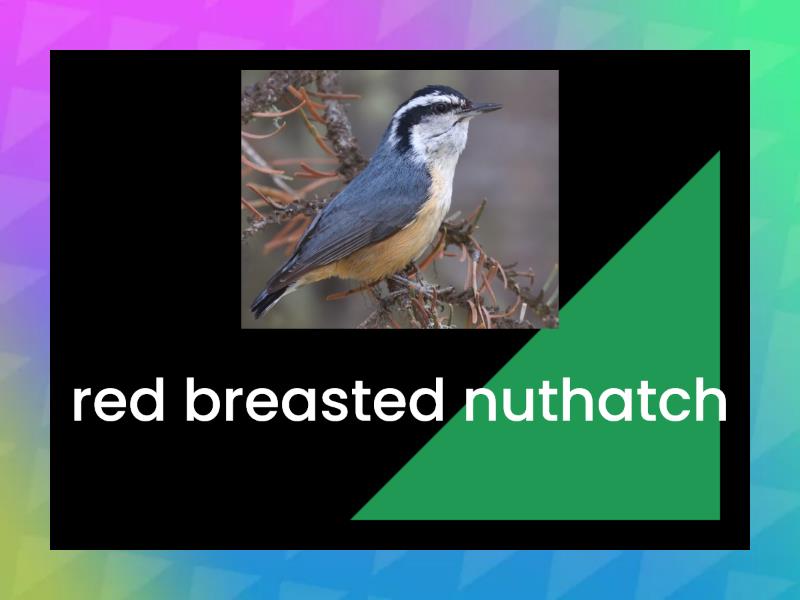 birds in canada - Flash cards