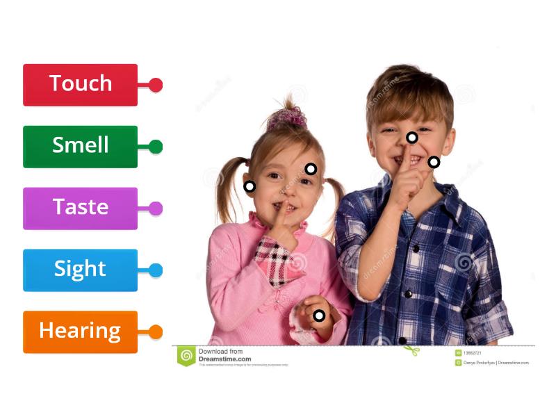 Y1 Senses - Labelled diagram