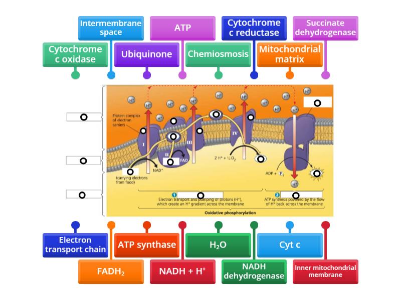 Electron Transport chain and Chemiosmosis - Labelled diagram