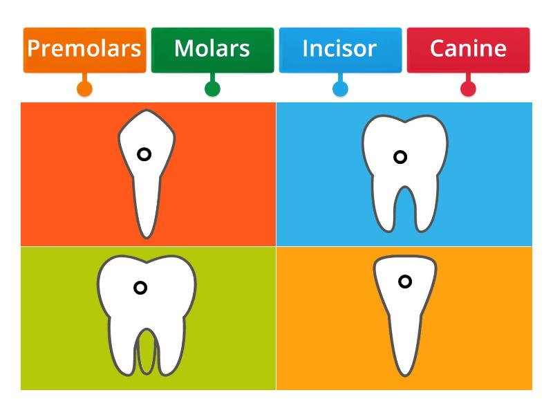 types-of-teeth-labelled-diagram