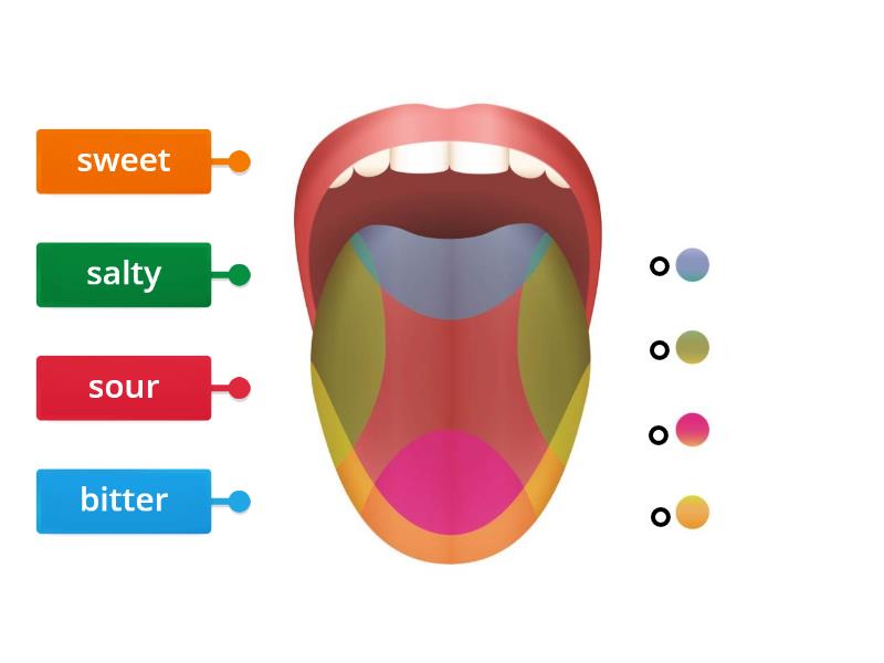 Me5a Biology - Perception (Taste Map) - Labelled diagram